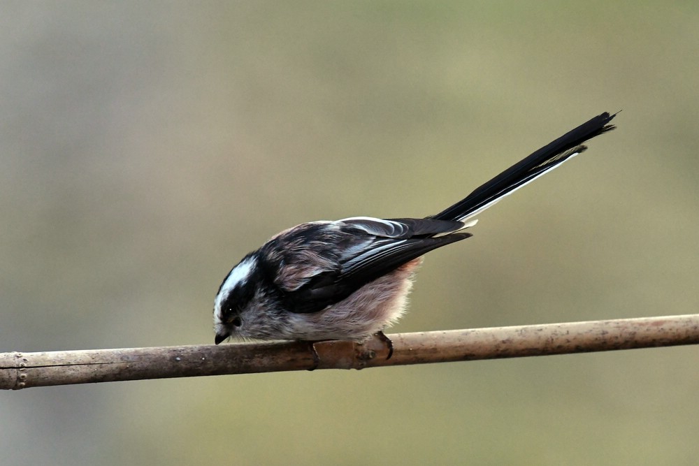 comp DSC 6880