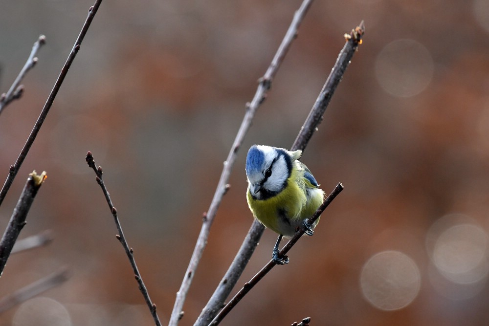 comp DSC 7060

Blaumeise