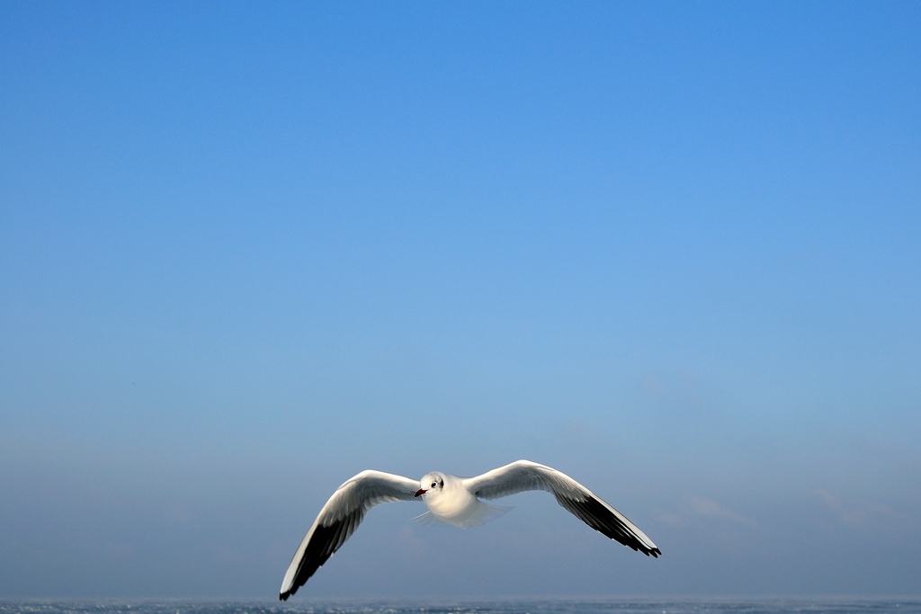 comp DSC 7079