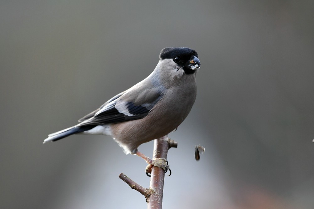 comp DSC 7103