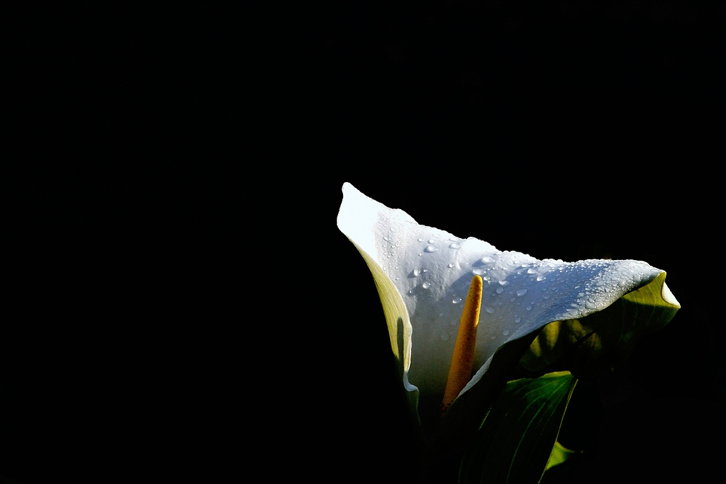 comp DSC 7134
