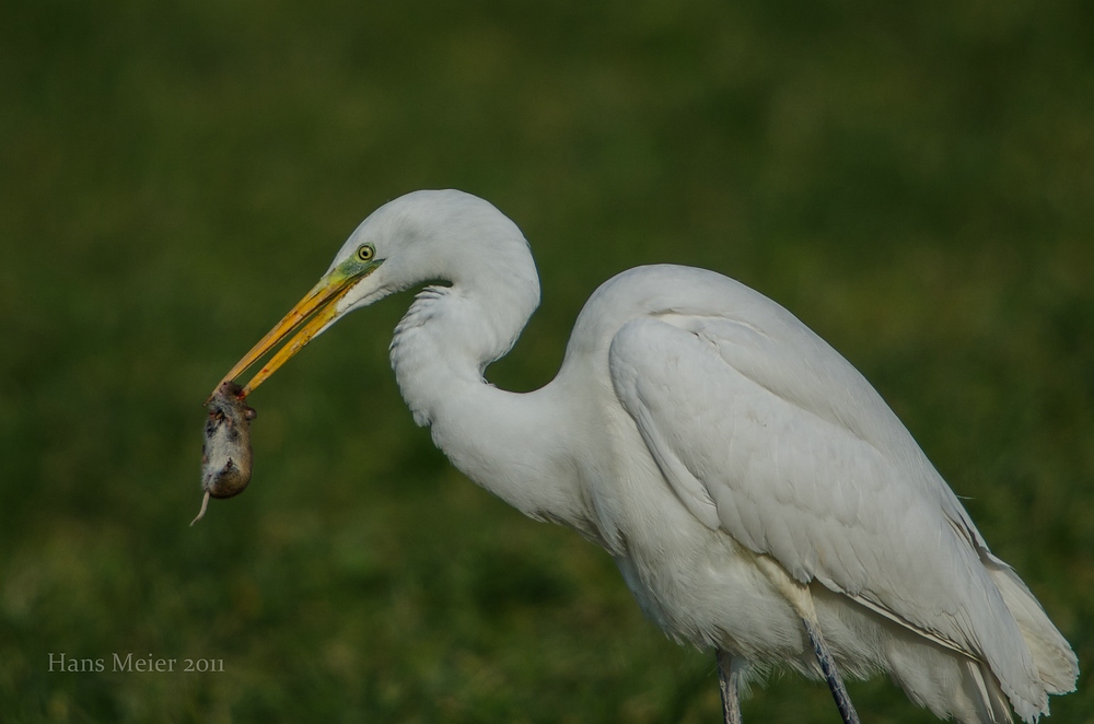 comp DSC 7166
