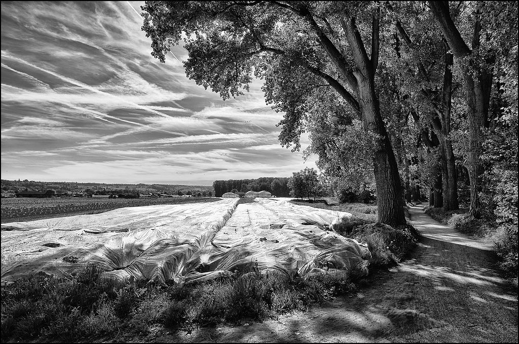 comp DSC 7189 bis 7192 SW