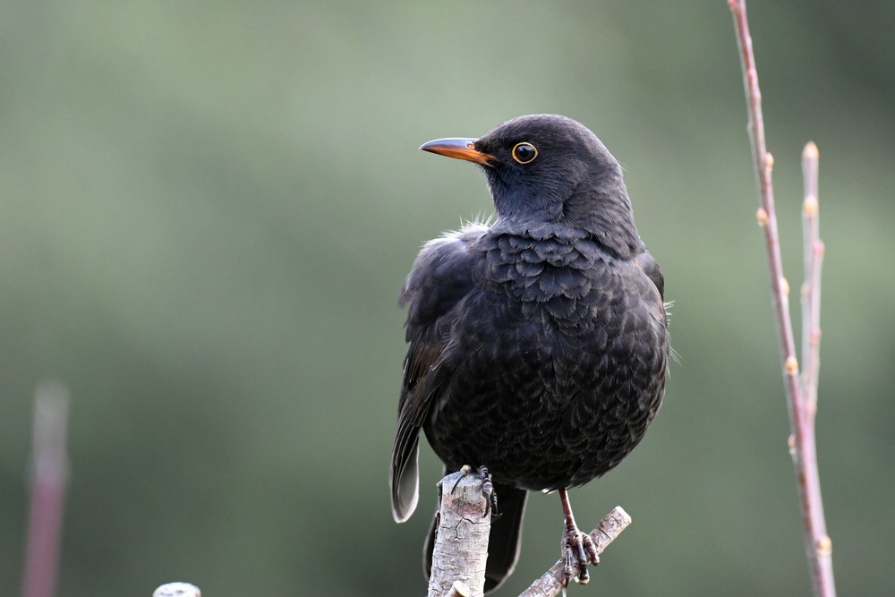 comp DSC 7202