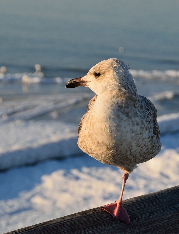 comp DSC 7209