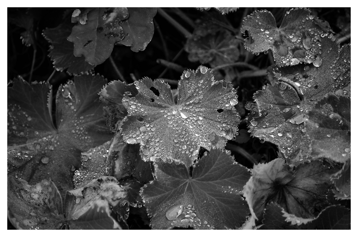 comp DSC 7247