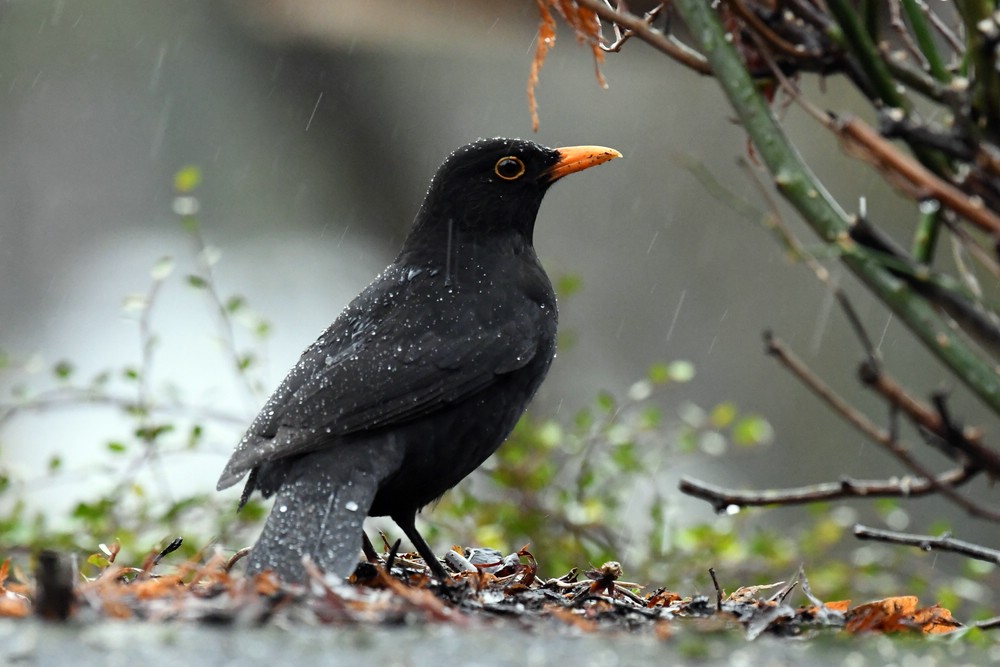 comp DSC 7459

Amsel