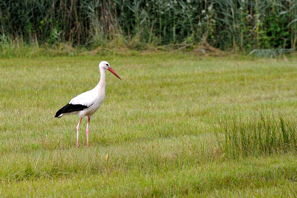 comp DSC 7471