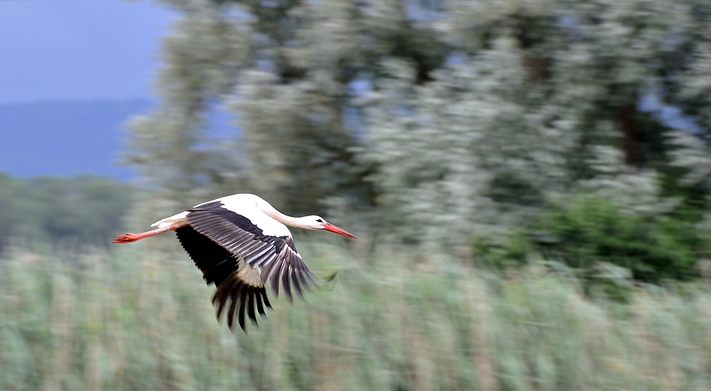 comp DSC 7476