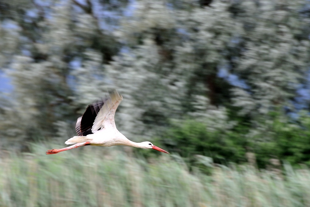 comp DSC 7477