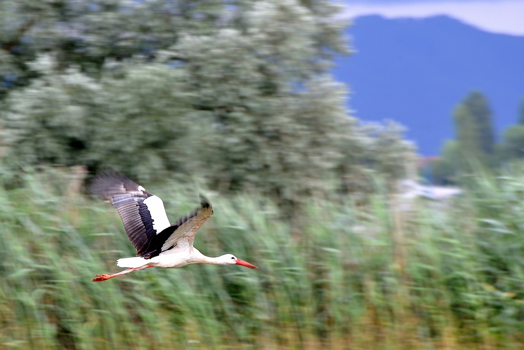 comp DSC 7481