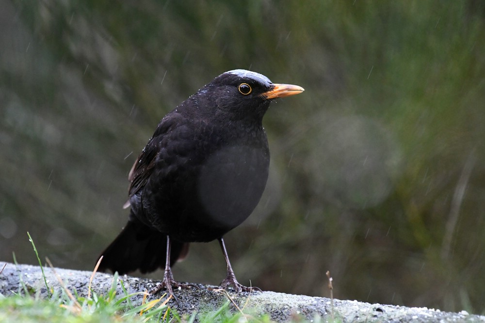 comp DSC 7505