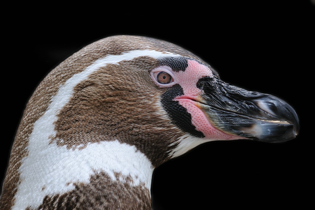 comp DSC 7591