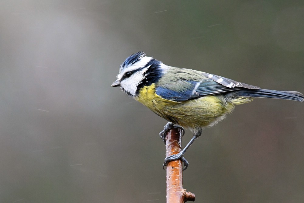 comp DSC 7597

Blaumeise