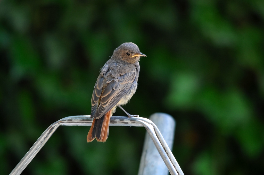 comp DSC 7711