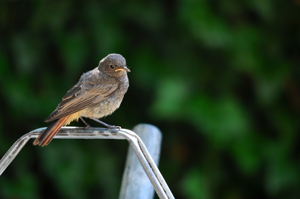 comp DSC 7717