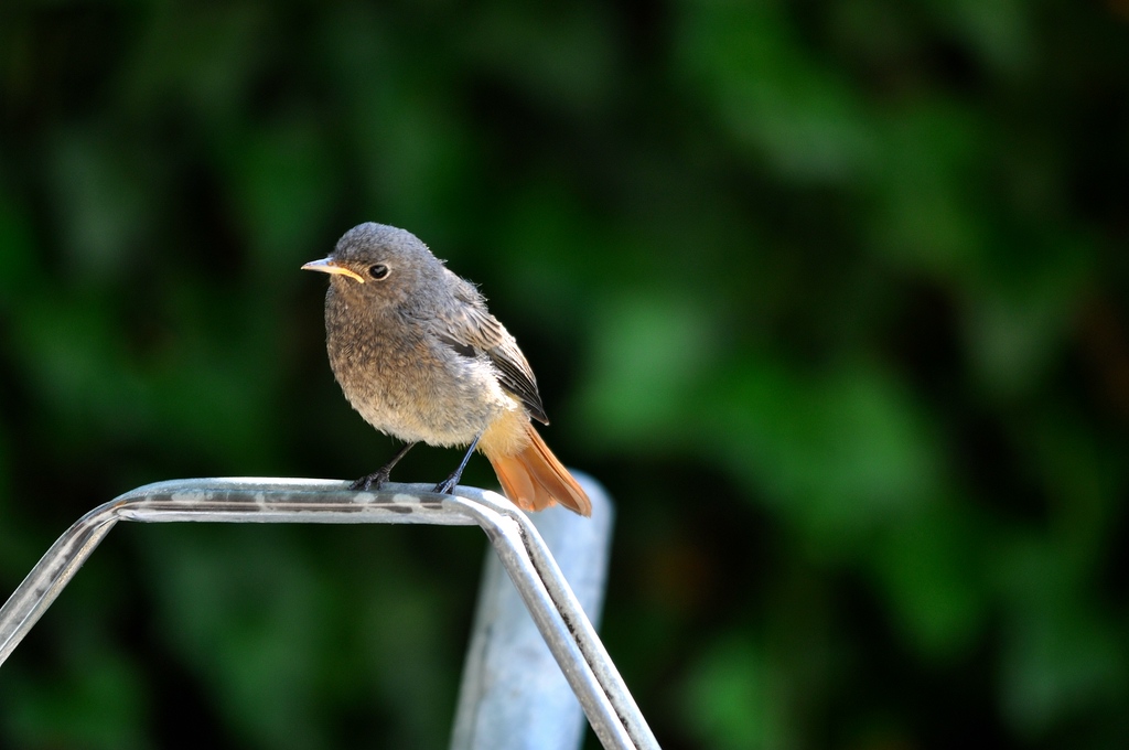 comp DSC 7724