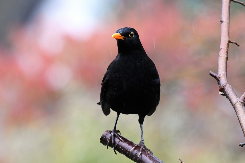 comp DSC 7785

Amsel