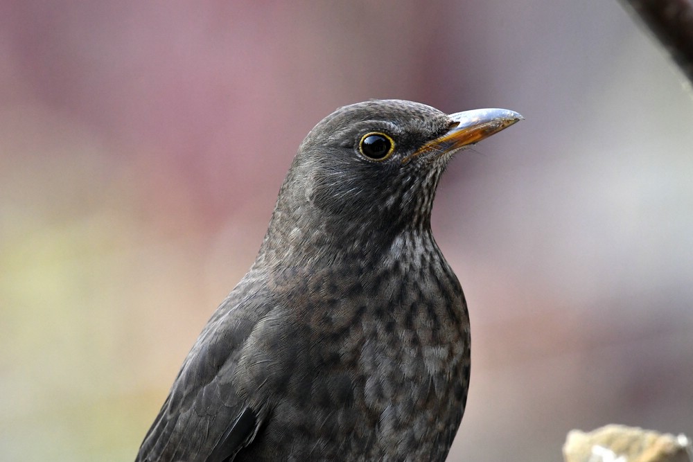 comp DSC 7789

Amsel