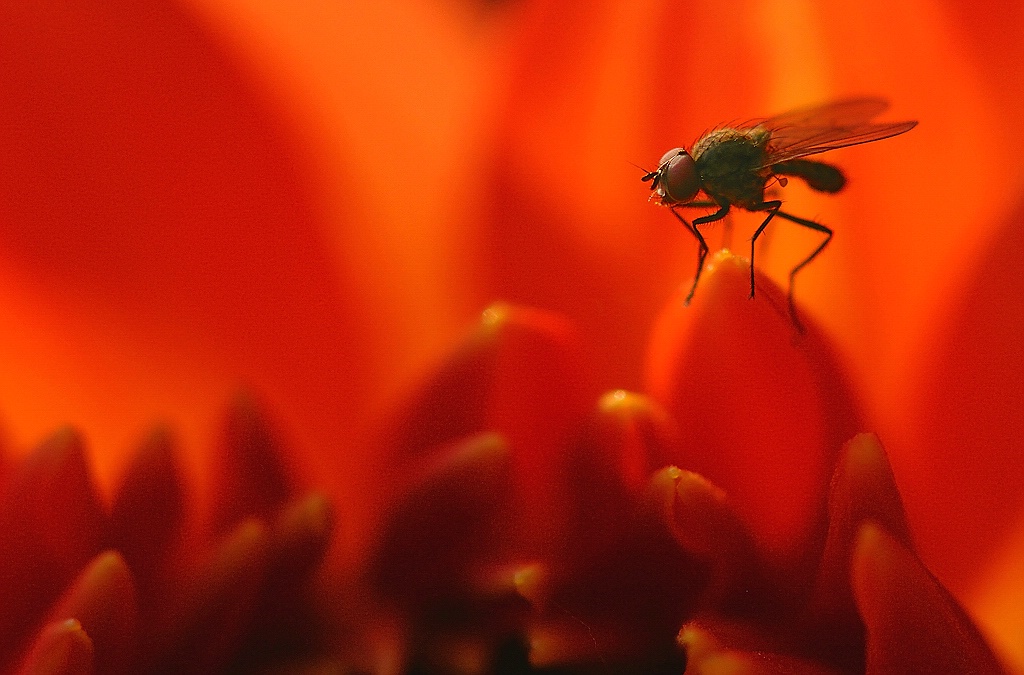 comp DSC 7830a