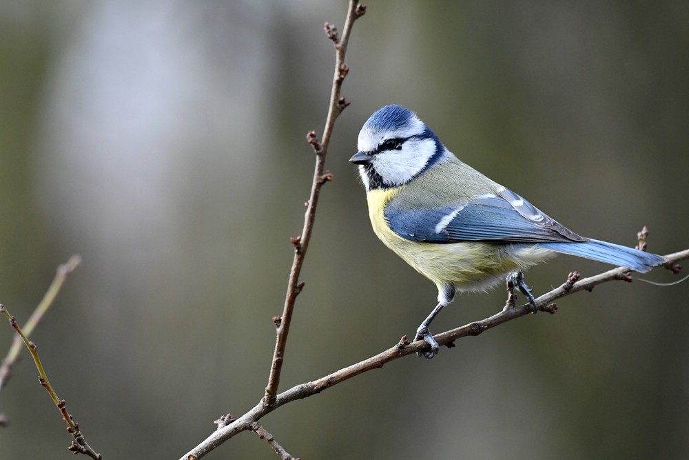 comp DSC 7845