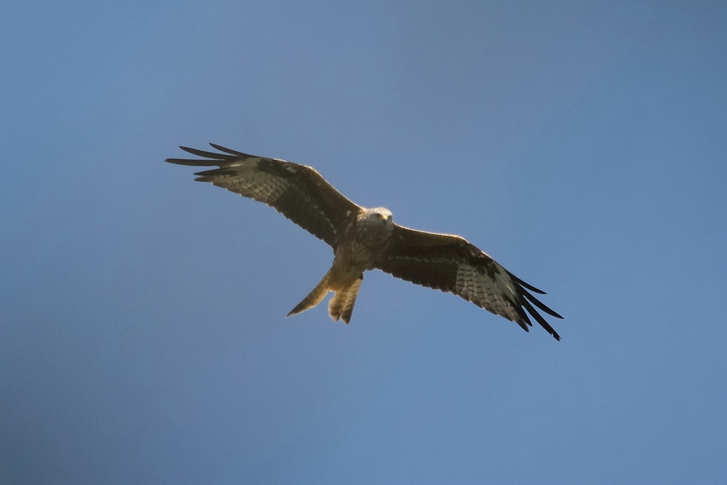 comp DSC 7847 bearbeitet