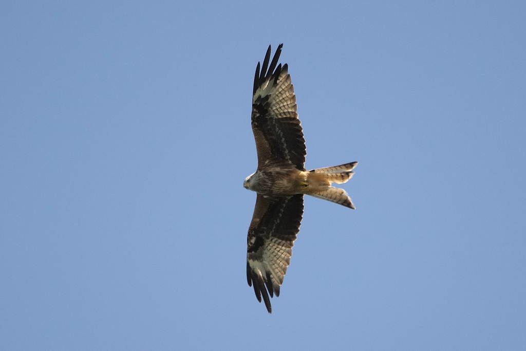 comp DSC 7849 bearbeitet