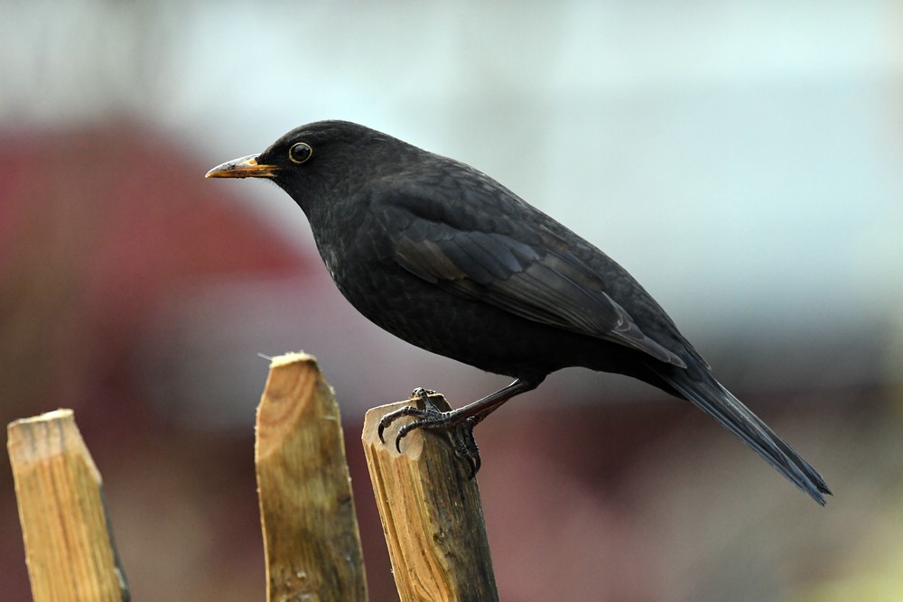 comp DSC 7882

Amsel