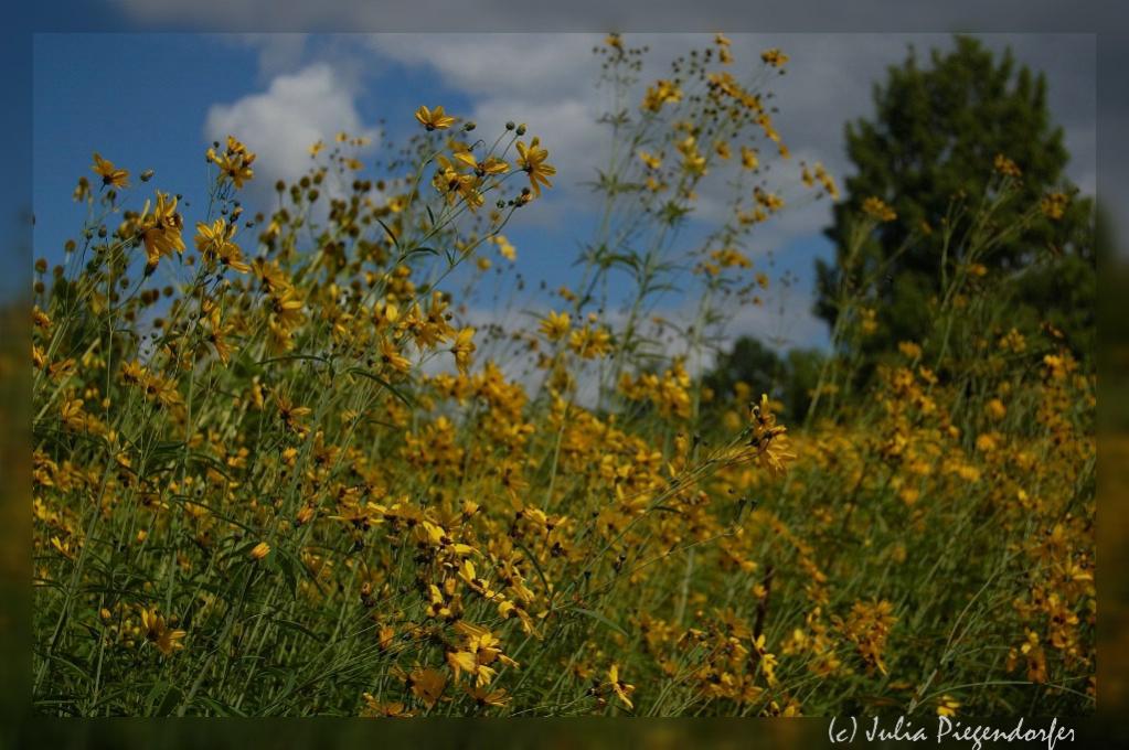 comp DSC 7899