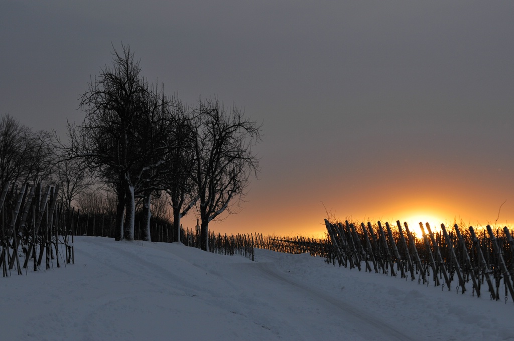 comp DSC 7924