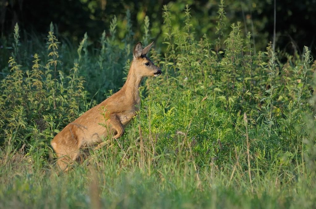 comp DSC 7942 bearbeitet