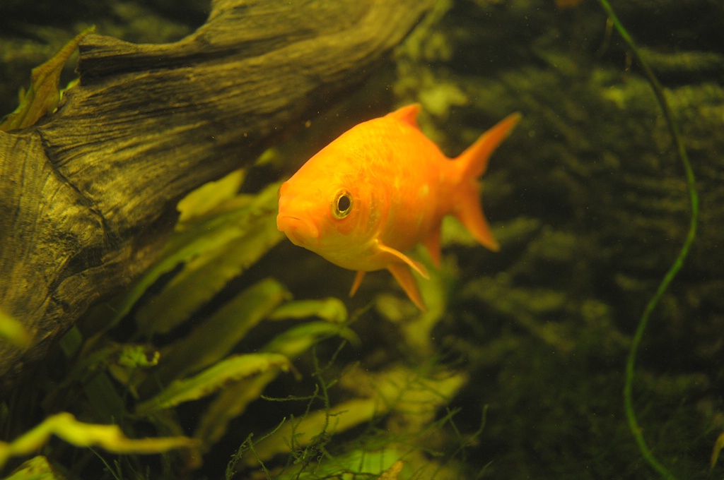 comp DSC 7962
