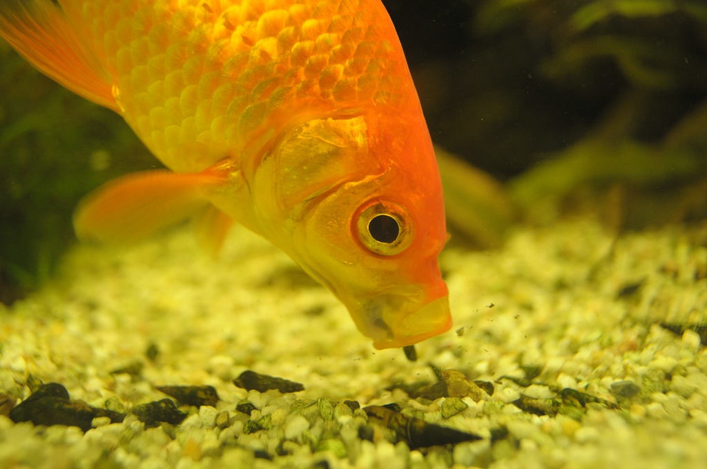 comp DSC 7968
