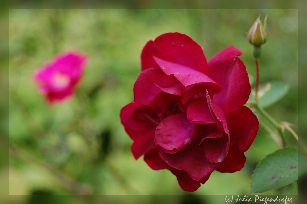 comp DSC 7978