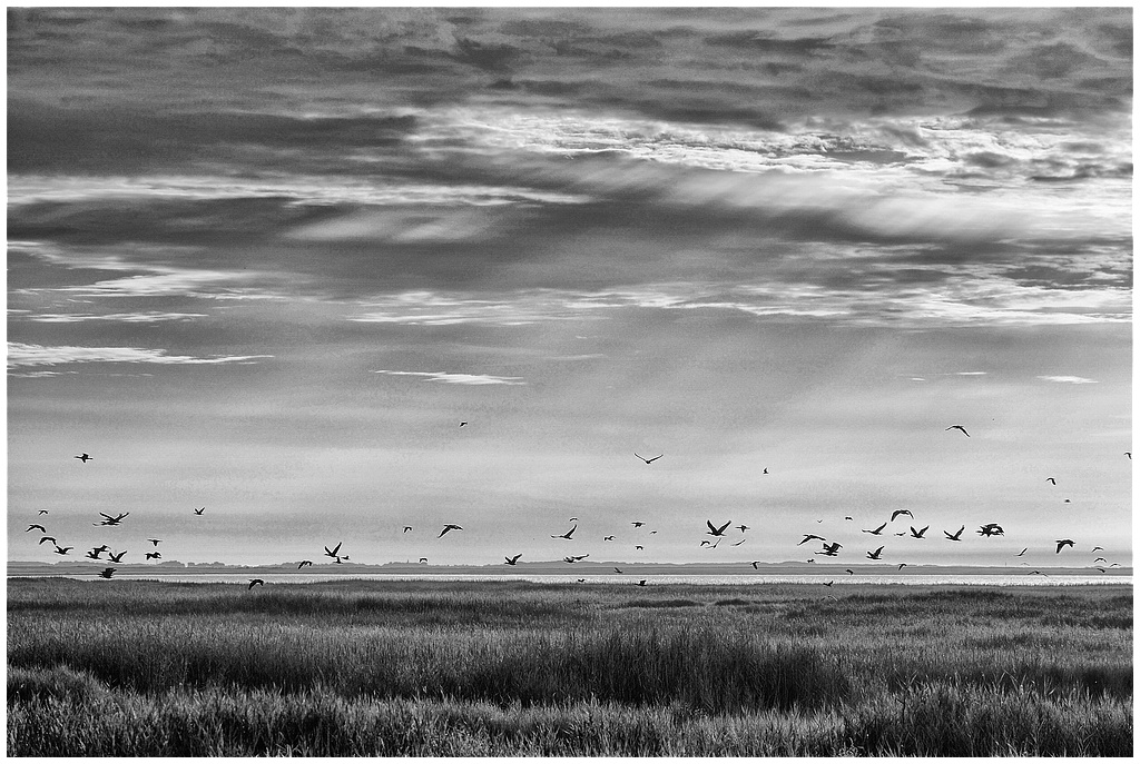 comp DSC 8008   1 SW
