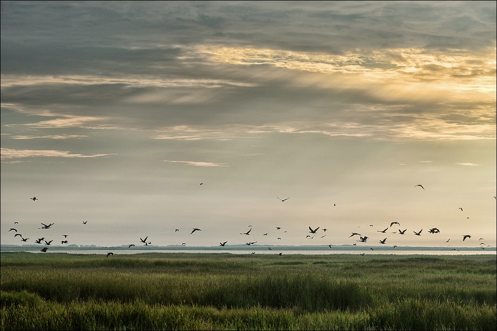 comp DSC 8008   1