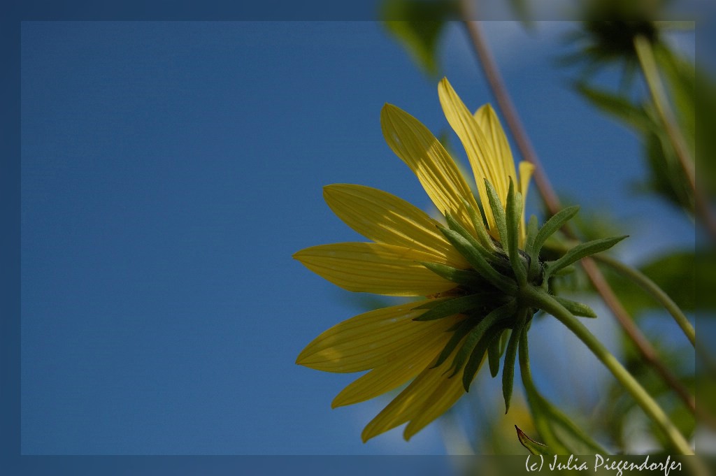comp DSC 8043