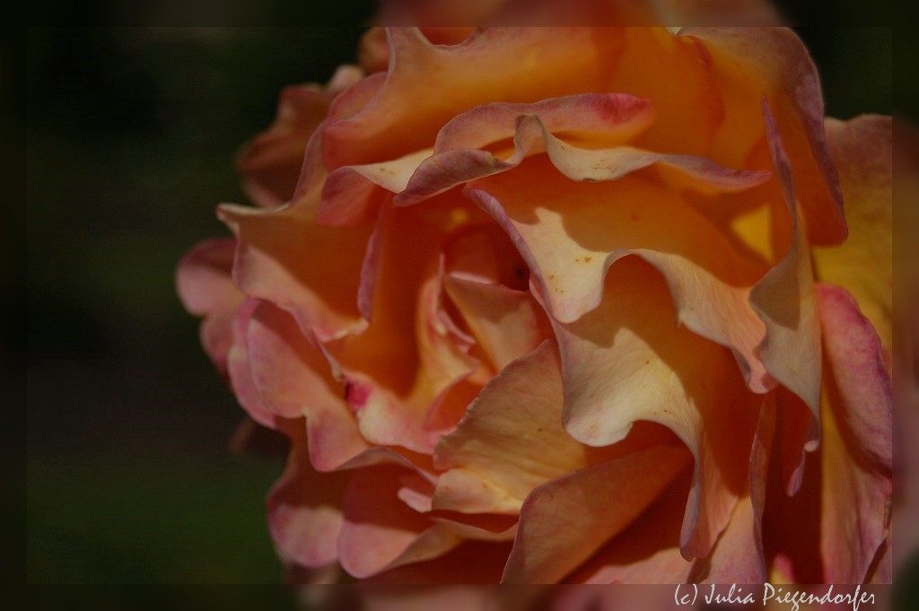 comp DSC 8080