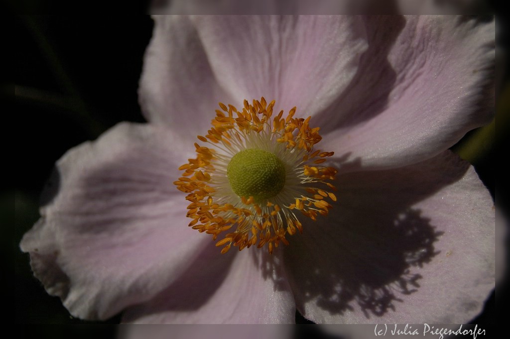 comp DSC 8100