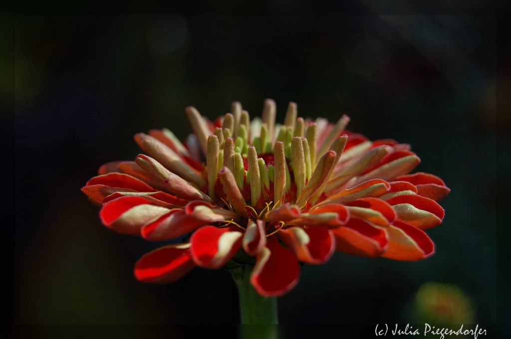 comp DSC 8107