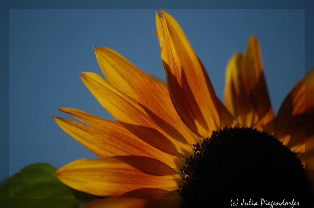 comp DSC 8146