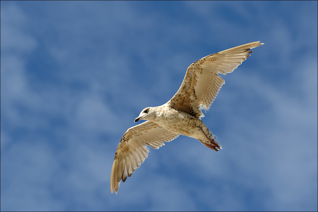 comp DSC 8262   1