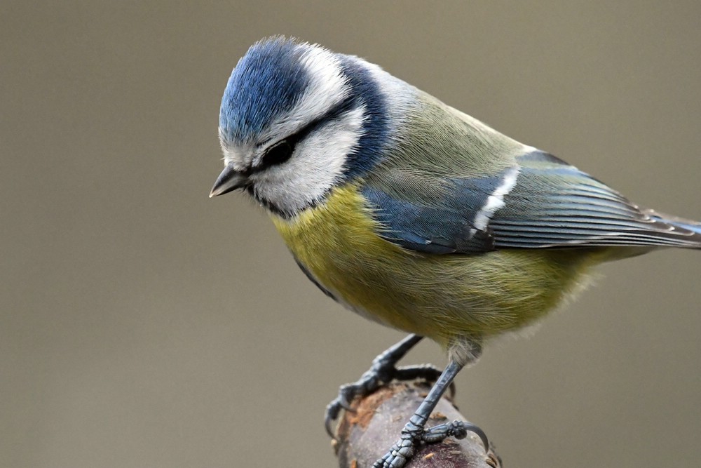 comp DSC 8743

Blaumeise