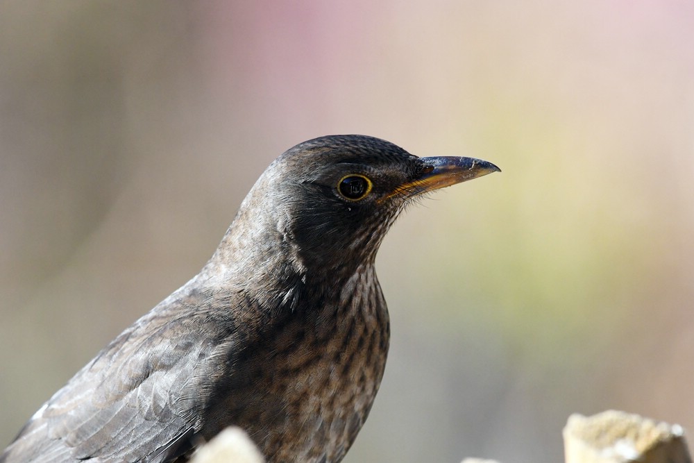 comp DSC 9176

Amsel