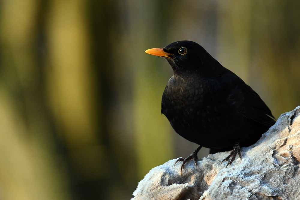 comp DSC 9559

Amsel