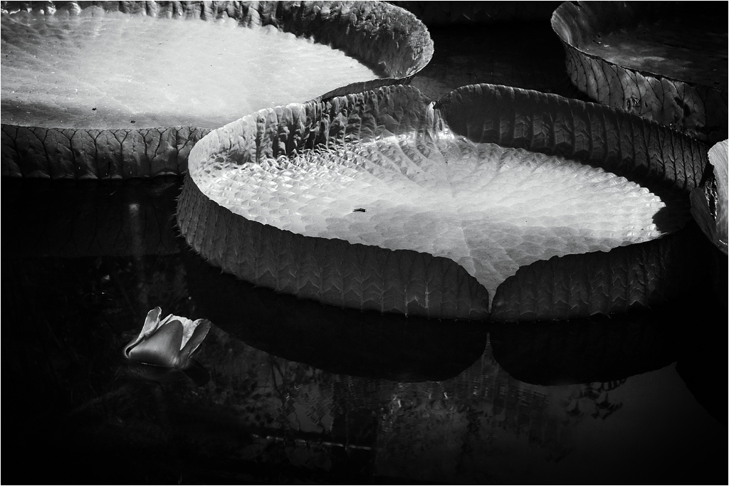 comp DSC00368 SW