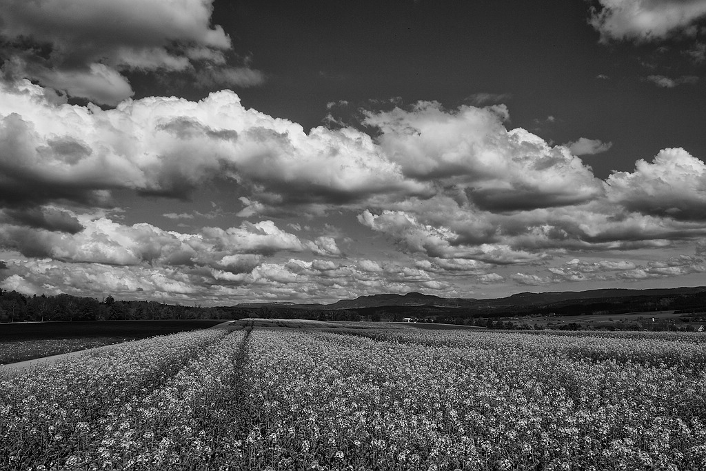 comp DSC01073 SW