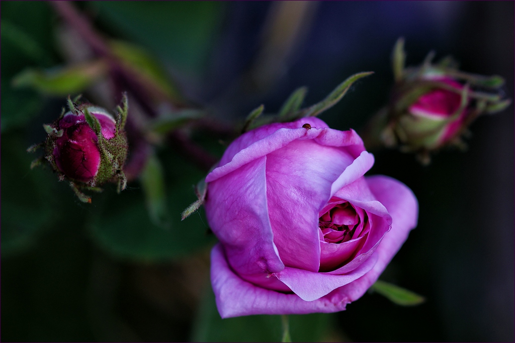 comp DSC01545   1
