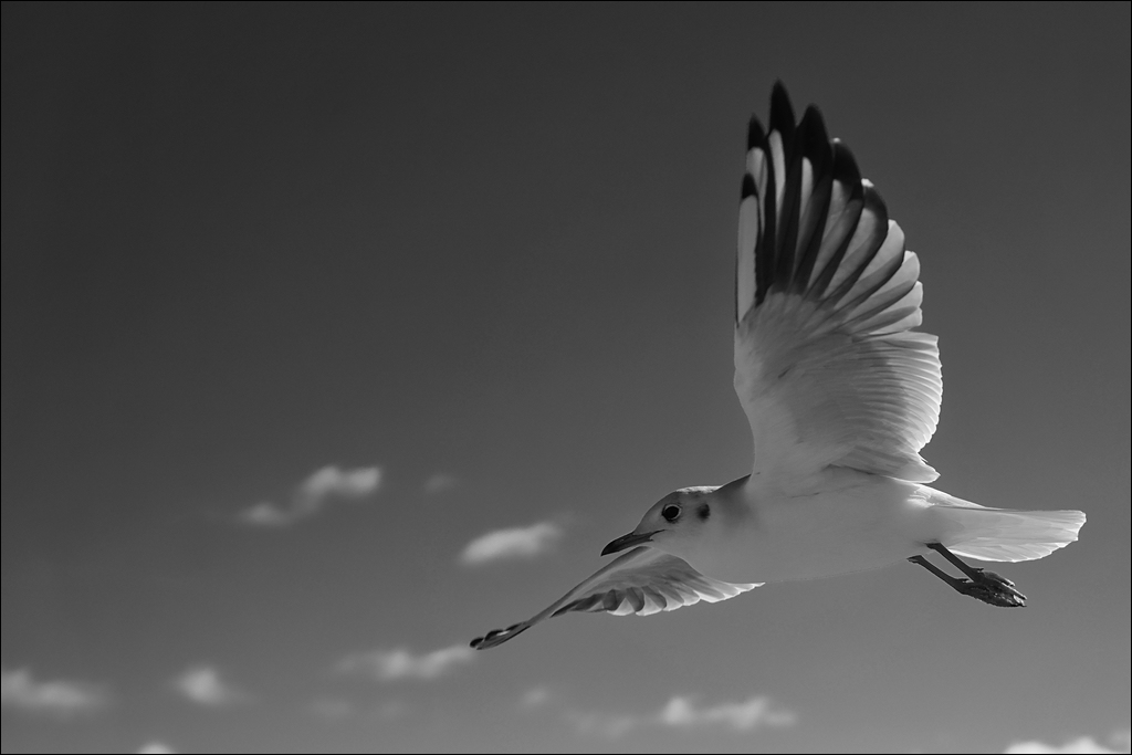 comp DSC05400 SW
