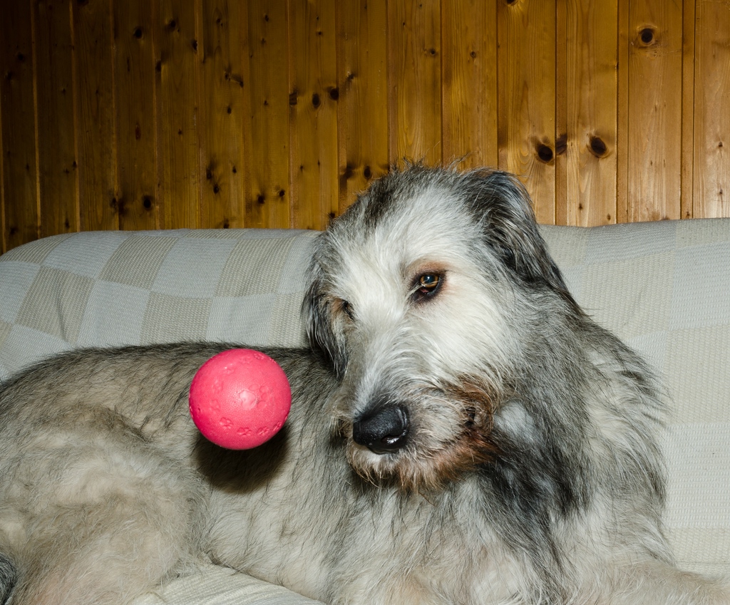 comp  DSC6173